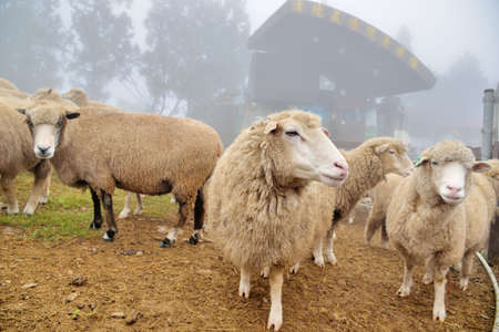 Sheep (Ovis aries) at Qingjing Farm, Taiwan.の写真素材