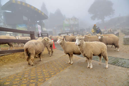 Sheep (Ovis aries) at Qingjing Farm, Taiwan.の写真素材