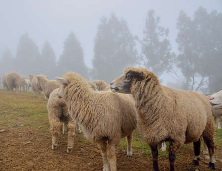 Sheep (Ovis aries) at Qingjing Farm, Taiwan.の写真素材