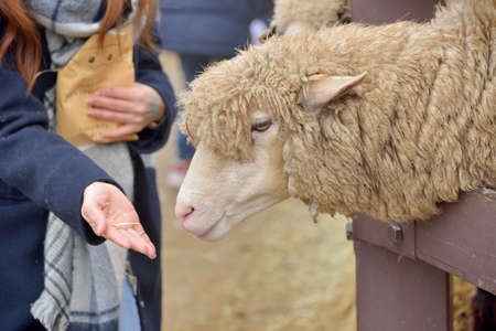 Sheep (Ovis aries) at Qingjing Farm, Taiwan.の写真素材