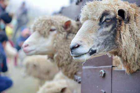 Sheep (Ovis aries) at Qingjing Farm, Taiwan.の写真素材