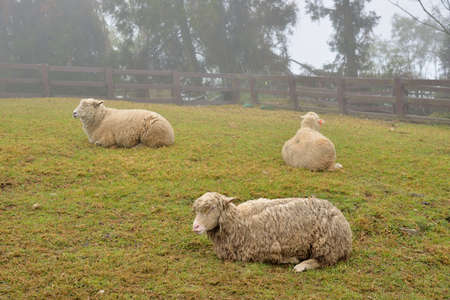 Sheep (Ovis aries) at Qingjing Farm, Taiwan.の写真素材