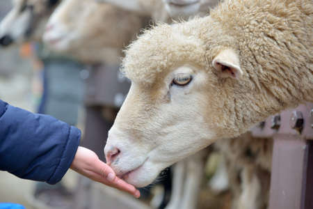Sheep (Ovis aries) at Qingjing Farm, Taiwan.の写真素材