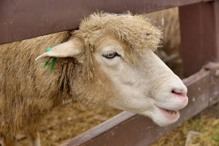Sheep (Ovis aries) at Qingjing Farm, Taiwan.の写真素材