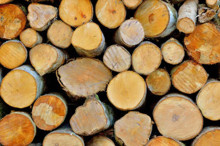 Wood-texture background in the mountains of Taiwan.の写真素材