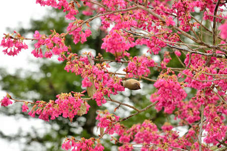 Crowned thrush bird (Yuhina brunneiceps) is endemic to Taiwanの写真素材