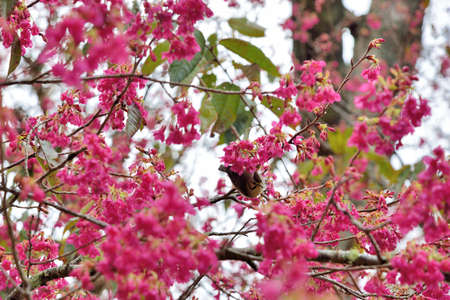 Crowned thrush bird (Yuhina brunneiceps) is endemic to Taiwanの写真素材