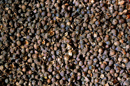 Camellia Oil Seeds, Healthy Natural Oilの写真素材