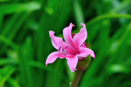 Lily flower/perfume lily, farm in Taiwan.の写真素材