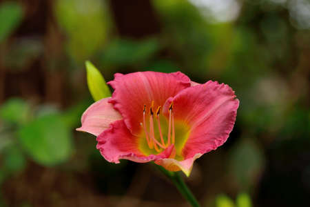 Lily flower/perfume lily, farm in Taiwan.の写真素材