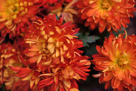 Chrysanthemum (Chrysanthemum Ã morifolium) lives in Taiwan's farms.の写真素材