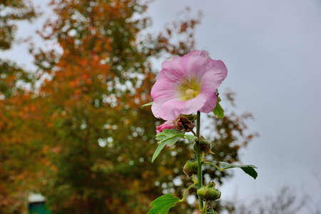 Hollyhock(Malvaceae;Althaea) in the Taiwan.の写真素材