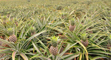 Pineapple (Ananas comosus) Taiwan loves tropical fruits.の写真素材