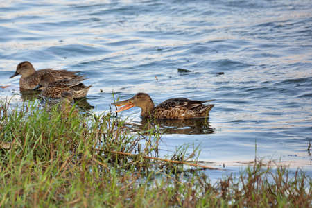 Migratory birds (anatidae) in Taiwan.の写真素材