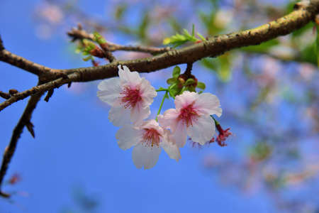 Kawazu cherry blossoms(Prunus lannesiana cv. Kawazu-zakura)の写真素材