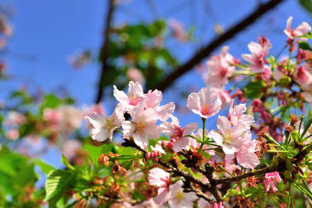 Kawazu cherry blossoms(Prunus lannesiana cv. Kawazu-zakura)の写真素材