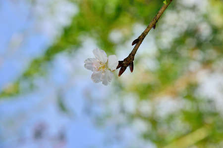Kawazu cherry blossoms(Prunus lannesiana cv. Kawazu-zakura)の写真素材
