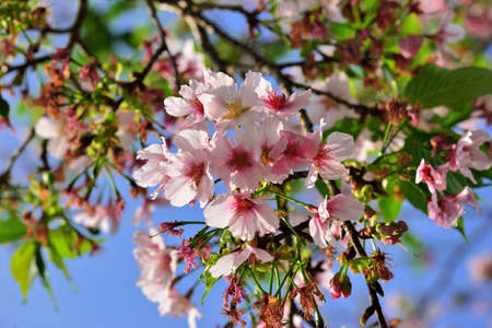 Kawazu cherry blossoms(Prunus lannesiana cv. Kawazu-zakura)の写真素材