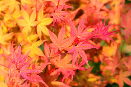 Maple Leaf Maple Leaf is Autumn background with red & yellow leaves.in the Taiwan.