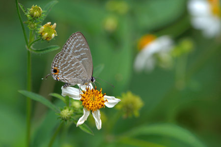 Butterfly (Jamides alecto dromicus) White corrugated butterfly.の写真素材