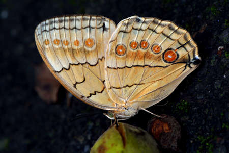 Butterfly (Stichophthalma howqua formosana) Ring butterfly.の写真素材