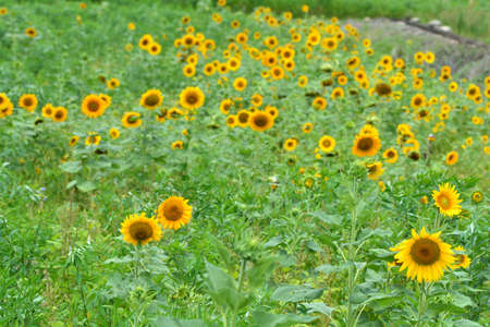 Bright colorful yellow sunflower. Shallow depth of field.の写真素材