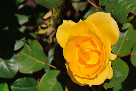 Colorful Roses Shooting in Hsinchu, Taiwanの写真素材
