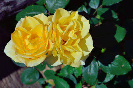 Colorful Roses Shooting in Hsinchu, Taiwanの写真素材