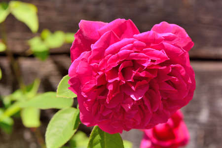 Colorful Roses Shooting in Hsinchu, Taiwanの写真素材