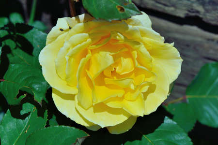 Colorful Roses Shooting in Hsinchu, Taiwanの写真素材