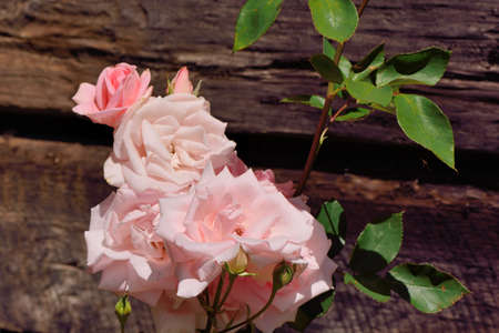 Colorful Roses Shooting in Hsinchu, Taiwanの写真素材
