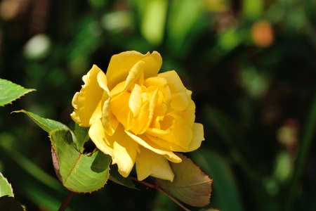Colorful Roses Shooting in Hsinchu, Taiwanの写真素材