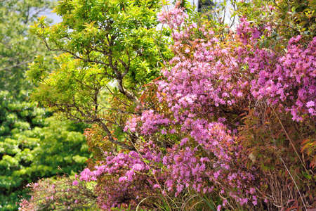 Alpine azalea blooms,in the Taiwanの写真素材