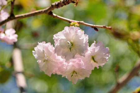 Sakura shaped like a Buddha riding an elephant(Prunus Shirofugen) Buddha riding an elephant in a Buddhist portraitの写真素材