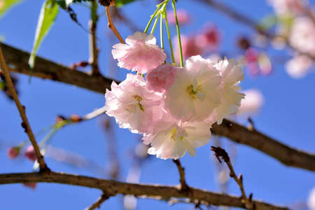 Sakura shaped like a Buddha riding an elephant(Prunus Shirofugen) Buddha riding an elephant in a Buddhist portraitの写真素材