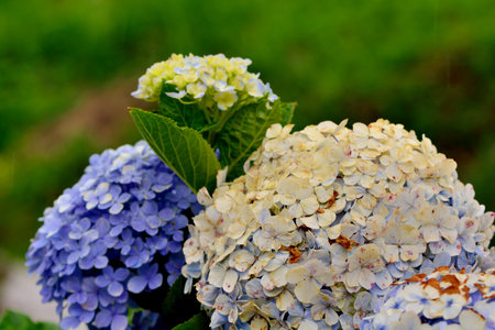 Hydrangea blooms on the background of the summer, in Taiwan.