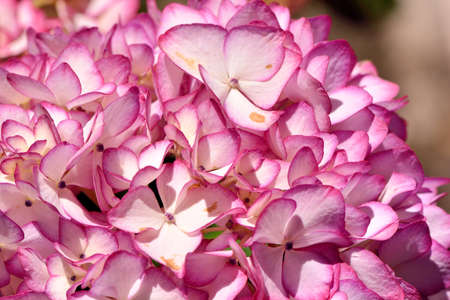 Hydrangea blooms on the background of the summer, in Taiwan.の写真素材