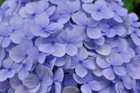Hydrangea blooms on the background of the summer, in Taiwan.