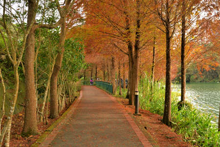 Colorful winter deciduous cypress tree,in the Taiwan.