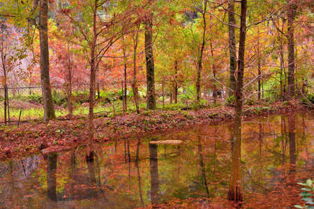 Colorful winter deciduous cypress tree,in the Taiwan.