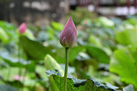 lotus flower (Nelumbo nucifera) backgroundの写真素材