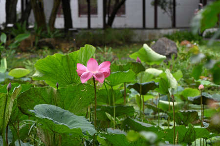 lotus flower (Nelumbo nucifera) backgroundの写真素材