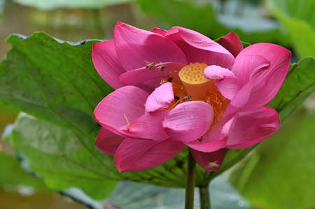 lotus flower (Nelumbo nucifera) backgroundの写真素材