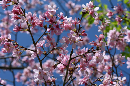 cherry blossom in spring season with blue sky as background.の写真素材