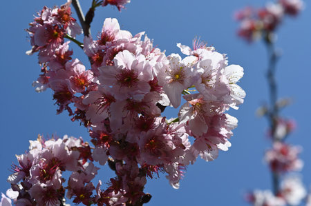 cherry blossom, sakura, prunus cerasoidesの写真素材