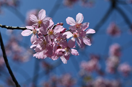 cherry blossom sakura in spring season on blue sky backgroundの写真素材
