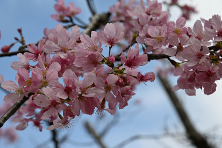 cherry blossom in spring, sakura, cherry blossomの写真素材