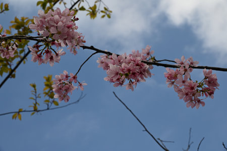 cherry blossom in spring with blue sky and white clouds.の写真素材
