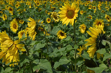 Sunflower field in the summer. Sunflower oil improves skin health and promote cell regeneration.の写真素材