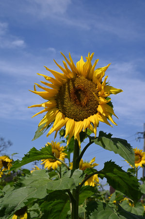 Sunflower and bee on blue sky background, Helianthus annuusの写真素材
